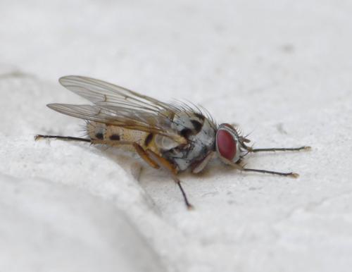 Réf. 243 303 : Helina clara